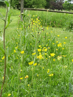 Buttercups 2011